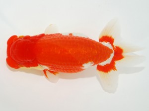 日本らんちう協会全国品評大会 立行司　飯島紳一　静岡