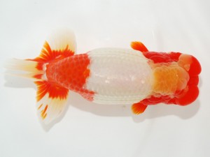 日本らんちう協会全国品評大会 取締一　中島富士夫　石川