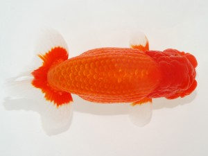 日本らんちう協会全国品評大会 取締二　鈴木貴光　神奈川