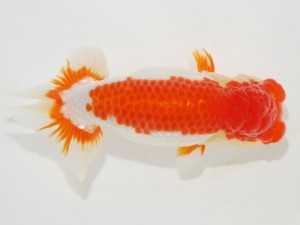 日本らんちう協会全国品評大会 東関脇　岡本秀彦　高知