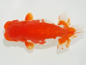 日本らんちう協会全国品評大会 東小結　林　明輝　神奈川