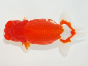 日本らんちう協会全国品評大会 西小結　梅田博成　鹿児島