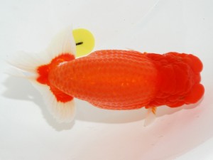 日本らんちう協会全国品評大会 東大関　柏野正彦　岡山