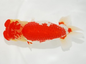 日本らんちう協会全国品評大会 勧進元一　林　明輝　神奈川