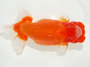 日本らんちう協会全国品評大会 勧進元二　丹下　常　愛媛