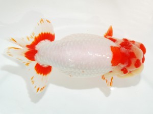 日本らんちう協会全国品評大会 行司二　藤崎和則　佐賀