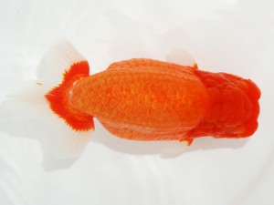 日本らんちう協会全国品評大会 行司三　川本智祥　愛媛