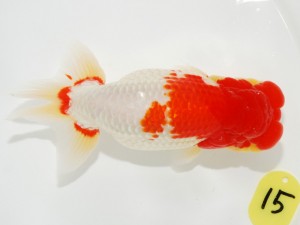 日本らんちう協会全国品評大会 脇行司一　三田保之　愛知