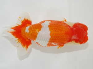 日本らんちう協会全国品評大会 脇行司二　末光　亨　愛媛