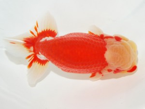 日本らんちう協会全国品評大会 西大関　野口　弘　愛知