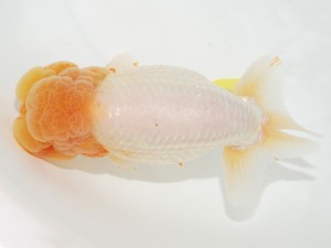 日本らんちう協会全国品評大会 立行司　田中佳昌　福岡