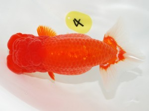 日本らんちう協会全国品評大会 取締一　齋藤一成　東京