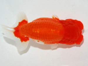 日本らんちう協会全国品評大会 取締二　柏野正彦　岡山