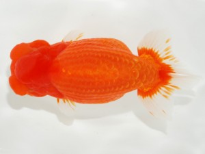 日本らんちう協会全国品評大会 東関脇　丹下　常　愛媛