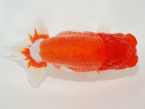 日本らんちう協会全国品評大会 東小結　鷲津寿典　愛知