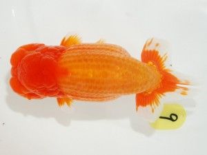 日本らんちう協会全国品評大会 西小結　穴井龍己　福岡