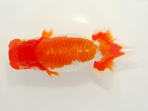 日本らんちう協会全国品評大会 東大関　佐藤英朗　愛媛