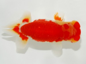 日本らんちう協会全国品評大会 勧進元一　荻谷冨士夫　茨城