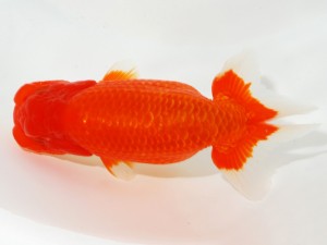 日本らんちう協会全国品評大会 勧進元二　渡辺祟光　静岡