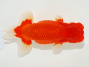 日本らんちう協会全国品評大会 行司一　荻谷冨士夫　茨城