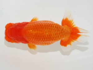 日本らんちう協会全国品評大会 行司二　難波　正　岡山