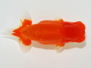 日本らんちう協会全国品評大会 行司三　津島洋介　愛媛