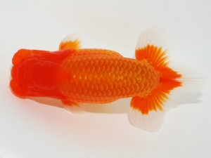 日本らんちう協会全国品評大会 脇行司一　森相　優　埼玉