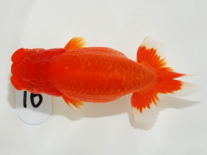 日本らんちう協会全国品評大会 脇行司二　渡辺祟光　静岡