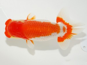 日本らんちう協会全国品評大会 西大関　藤野辰巳　佐賀