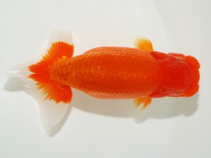 日本らんちう協会全国品評大会 立行司　矢ケ崎伸司　東京