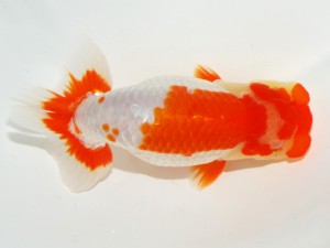 日本らんちう協会全国品評大会 取締一　齋藤一成　東京