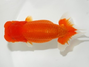 日本らんちう協会全国品評大会 取締二　矢ケ崎伸司　東京