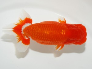 日本らんちう協会全国品評大会 東関脇　津島洋介　愛媛