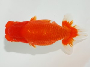 日本らんちう協会全国品評大会 西関脇　中村　剛　三重