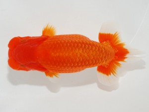 日本らんちう協会全国品評大会 東小結　高尾昌幸　岡山