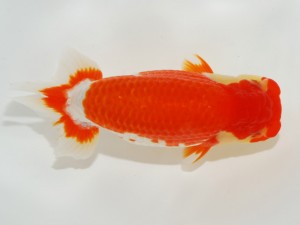 日本らんちう協会全国品評大会 西小結　野口　弘　愛知