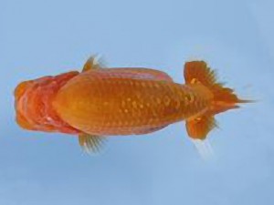 天狗會 東大関　柴山勝男　吉見町