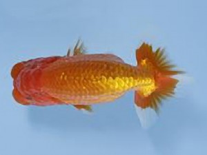 天狗會 立行司　滝瀬健治　北本市