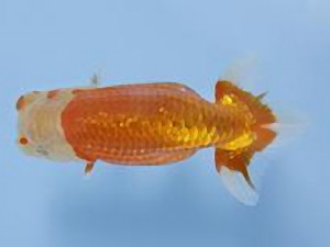 天狗會 取締一　長岡啓行　青梅市