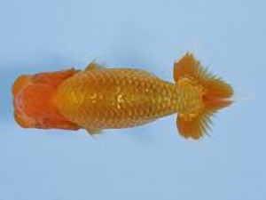 天狗會 取締二　吉岡眞一　瑞穂町