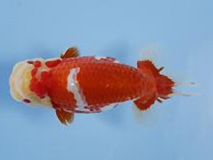 天狗會 西大関　福島武司　北本市