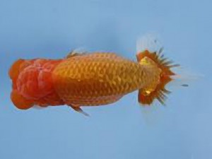 天狗會 立行司　伊藤嘉男　千葉市