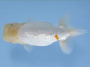 天狗會 取締一　半田利夫　板橋区