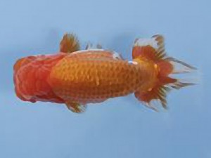 天狗會 取締二　滝瀬健治　北本市