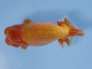 天狗會 東大関　伊藤嘉男　千葉市