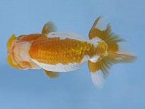 天狗會 立行司　荘司三郎　新宿区