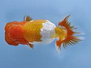 天狗會 取締一　深井利靖　柏市