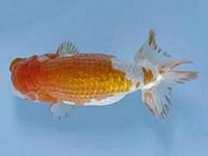 天狗會 取締二　半田利夫　板橋区