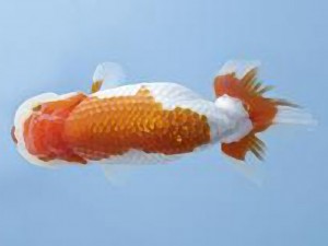 天狗會 東大関　中村芳雄　松伏