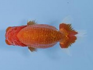 天狗會 立行司　半田利夫　板橋区